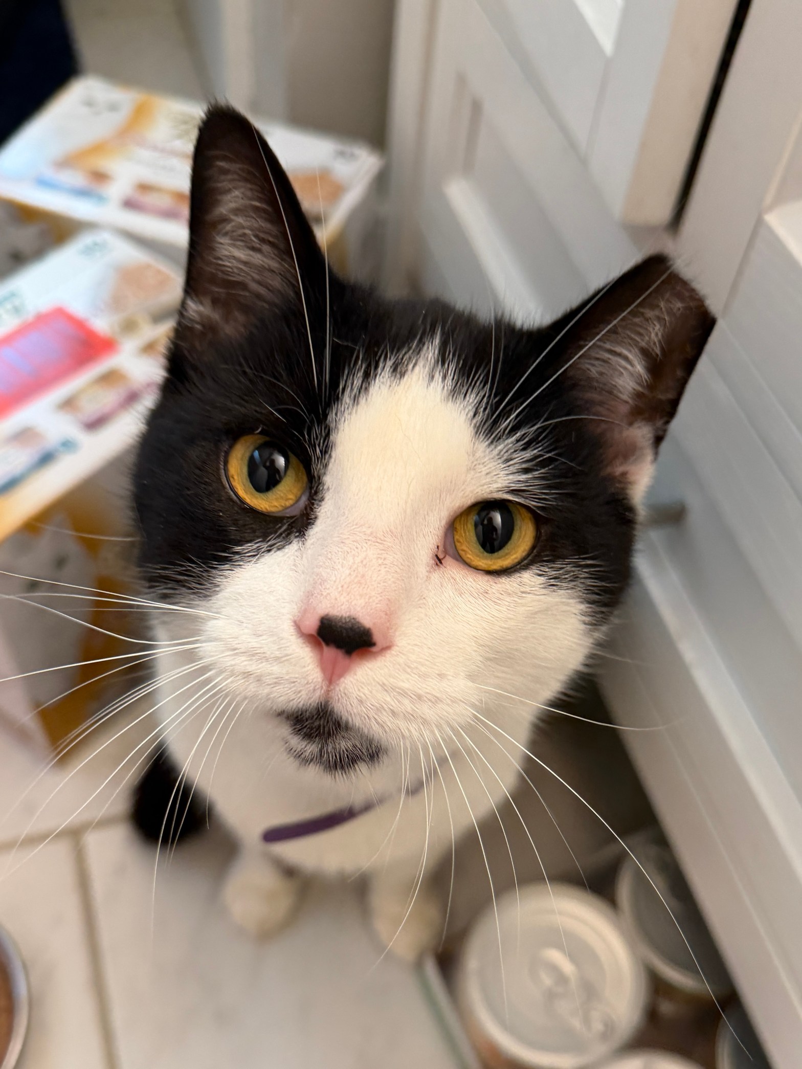 I LOVE…Foster Cats